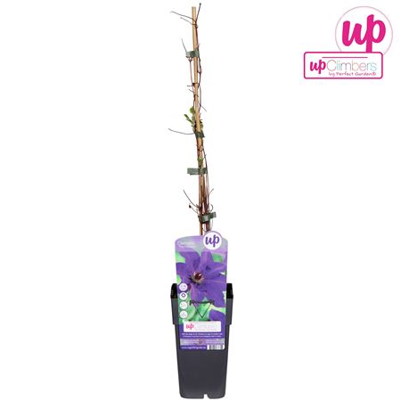 Clematis The President