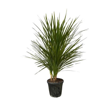 Cordyline Indivisa