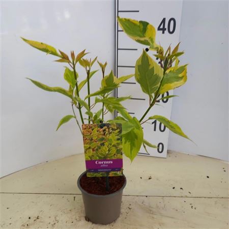 Cornus Alba Gouchaultii