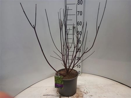 Cornus Alba Kesselringii