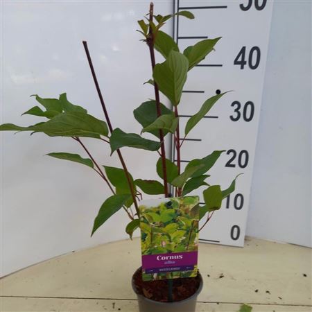 Cornus Alba Kesselringii