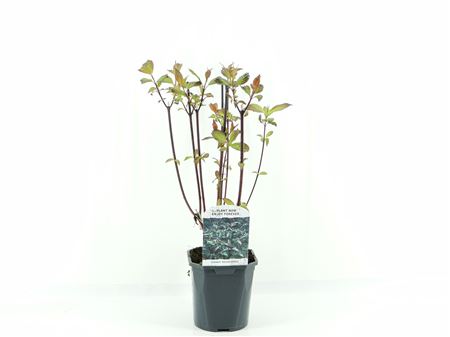 Cornus Alba Kesselringii