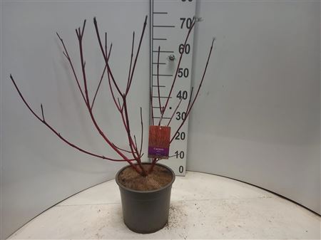 Cornus Alba Sibirica