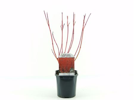 Cornus Alba Sibirica