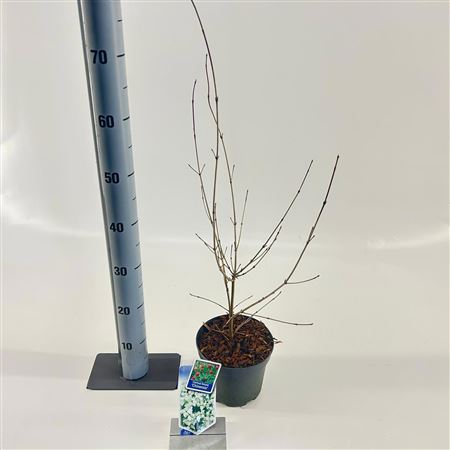 Cornus Kousa Chinensis