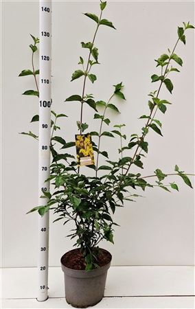 Cornus Mas