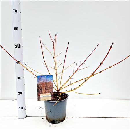 Cornus Sanguinea Winter Beauty