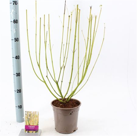 Cornus Sericea Flaviramea