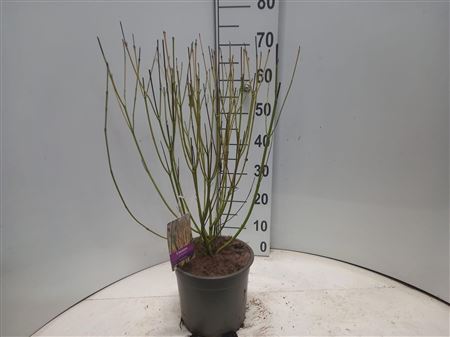 Cornus Sericea Flaviramea