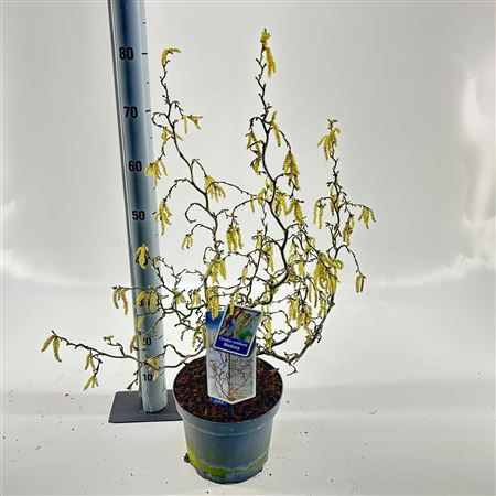 Corylus Avellana Medusa