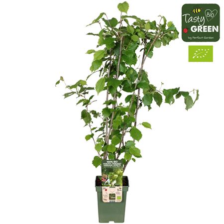 Corylus Avellana Pearson's Prolific Bio