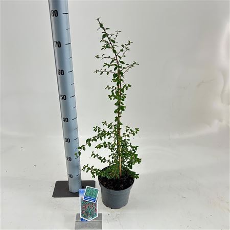 Cotoneaster Coral Beauty