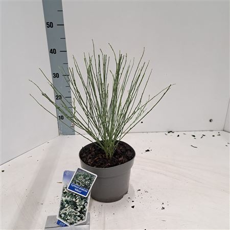 Cytisus Preacox Albus