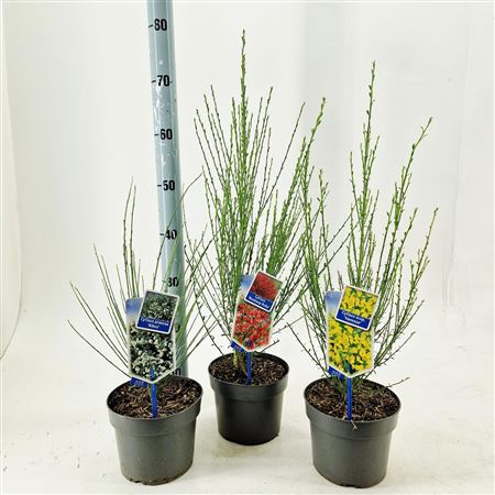 Cytisus Mix (minimum Order One Layer)