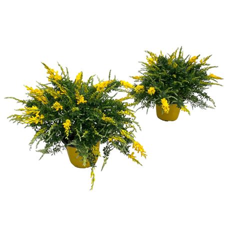 Cytisus Racemosus Bush