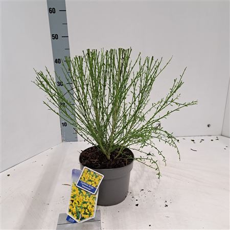 Cytisus Scoparius Vanesse