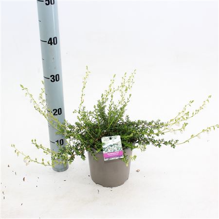 Daboecia Cantabrica Creeping White