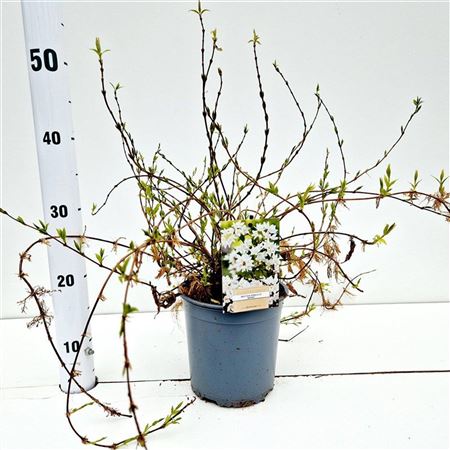 Deutzia Gracilis Nikko