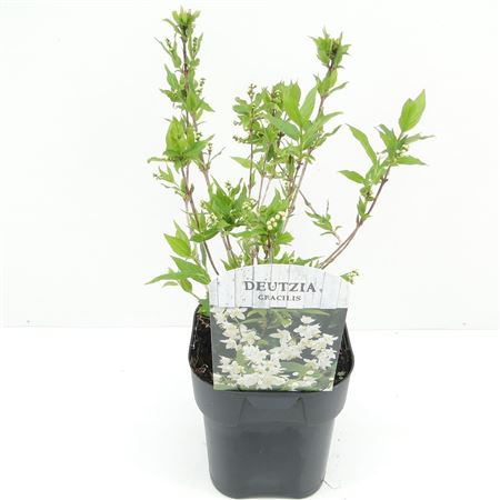 Deutzia Gracilis