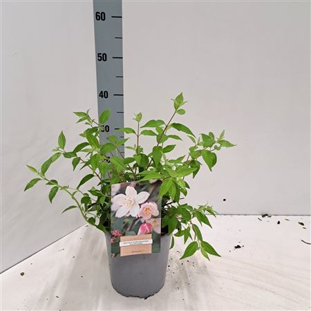 Deutzia Pur Kalmiiflora
