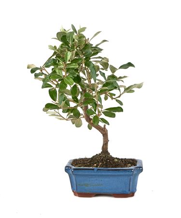 Bonsai Outdoor Elaeagnus Sp.