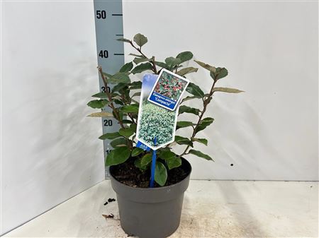 Elaeagnus Ebbingei Compacta