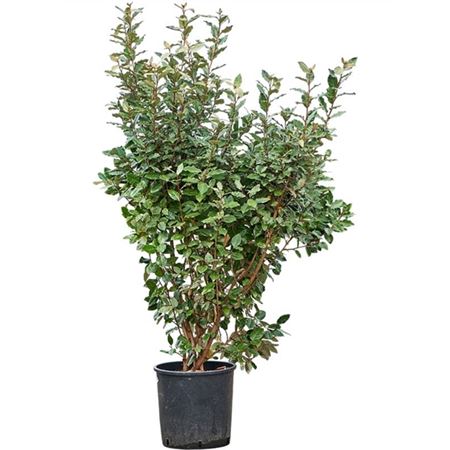 Elaeagnus Ebbingei
