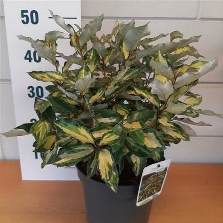 Elaeagnus Ebbingei Maryline