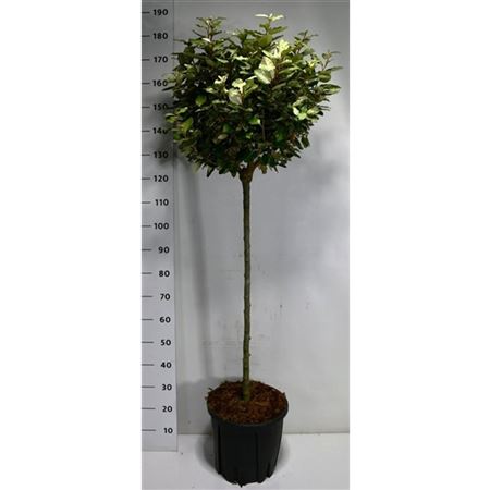 Elaeagnus Ebb Compacta On Stem