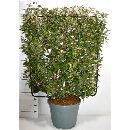 Elaeagnus Ebbingei On Screen