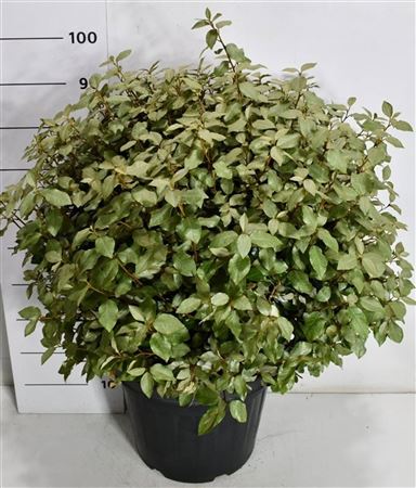 Elaeagnus Ebb Compacta