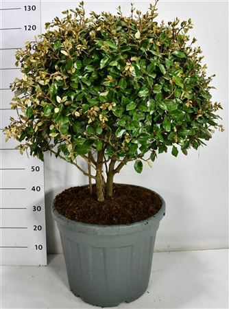 Elaeagnus Ebbingei