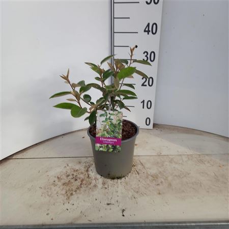 Elaeagnus Ebbingei