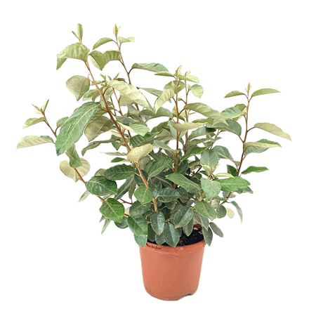 Elaeagnus Ebingeij