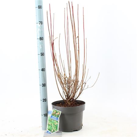 Enkianthus Campanulatus