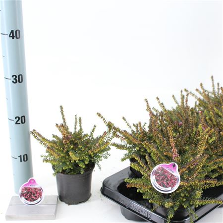 Erica Darl Kramer's Rote