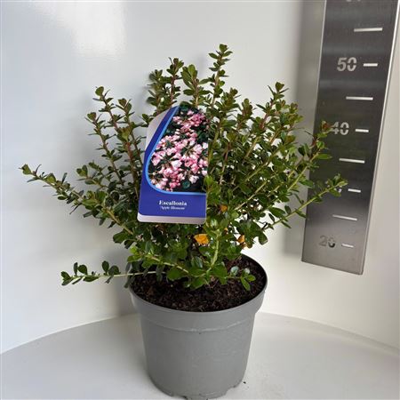 Escallonia Apple Blossom