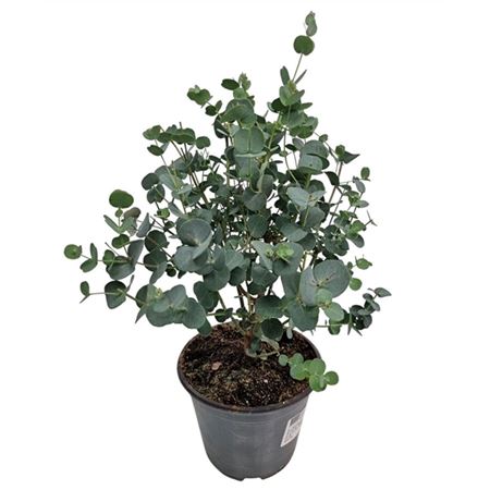 Eucalyptus Gunnii Bush