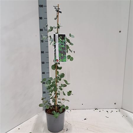 Eucalyptus Gunnii