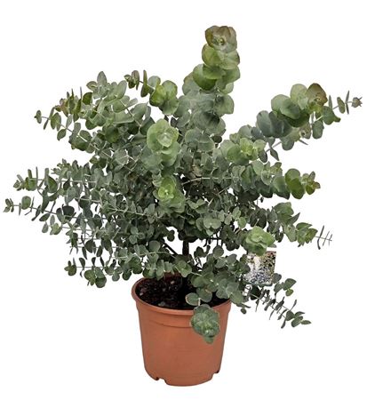 Eucalyptus Silver Dollar Bush