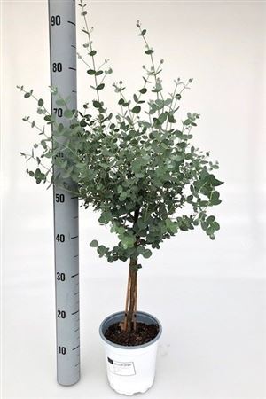 Eucalyptus Gunnii On Stem