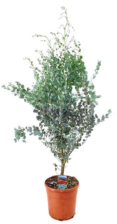 Eucalyptus Gunnii Bush