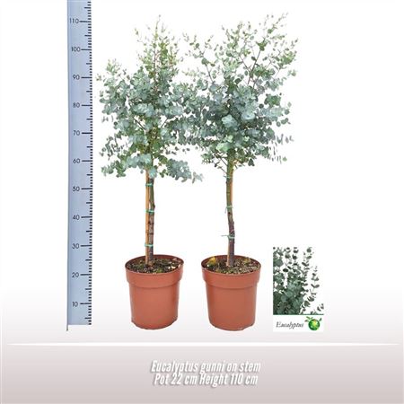Eucalyptus Gunnii Bush