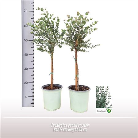 Eucalyptus Gunnii On Stem
