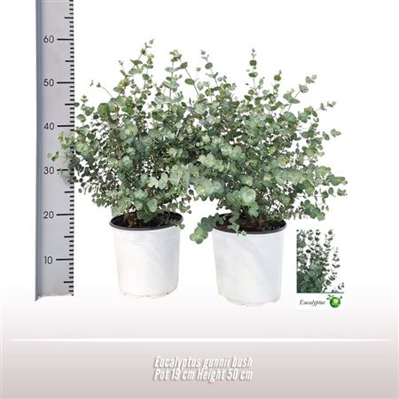 Eucalyptus Gunnii Bush