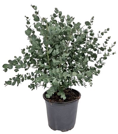 Eucalyptus Gunnii Bush