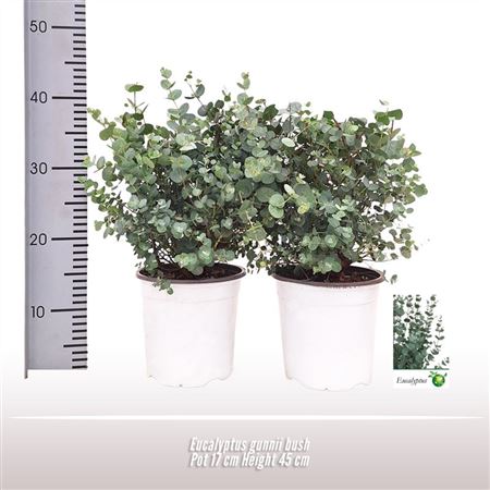 Eucalyptus Gunnii Bush