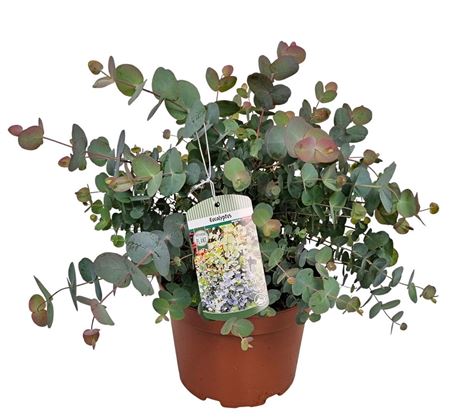 Eucalyptus Silver Dollar Bush