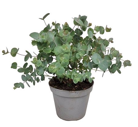 Eucalyptus Silver Dollar Bush
