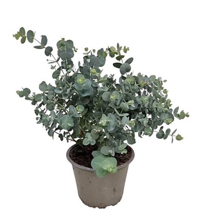 Eucalyptus Silver Dollar Bush